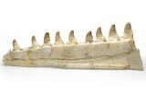 Partial Mosasaur Jaw with Nine Teeth - Morocco #220269-4